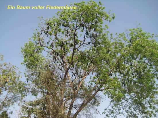Drei oder vier solch riesiger Bäume sind voll "behängt" mit Fleder-
mäusen, die im Flug eine Spannweite von etwa 60 cm haben.
Natürlich gibt es hier einen Fotostopp!