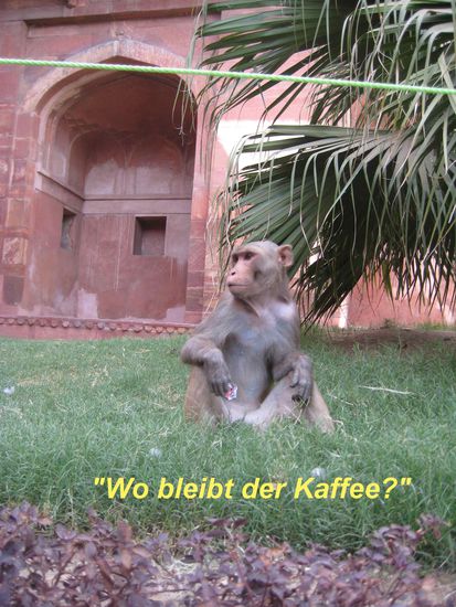Es gibt zwar keine Affenplage, aber einige Exemplare laufen uns doch über den Weg.
