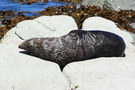 Beim spazieren sind wir fast über diesen Seal gestolpert, da diese einfach so friedlich und ruhig herumliegen