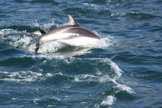 Es war echt schwierig diese schnellen Delphine auf ein Bild zu kriegen...An diesem Tag mussten wir um 5.30 Uhr bereit stehen um mit den Delphinen schwimmen zu gehen. Aber dies war ja eigentlich kein Müssen, wir freuten uns nämlich tierisch darauf. Mit Neoprenanzug, Taucherbrille und Schnorchel ausgerüstet gings im weiten Meer ab ins Wasser. Min. 100 Delphine schwammen um uns herum...alle waren wilde Delphine. Dies war ein echt unbeschreibliches Gefühl so nahe (10 cm neben deinem Körper) mit ihnen zu schwimmen.