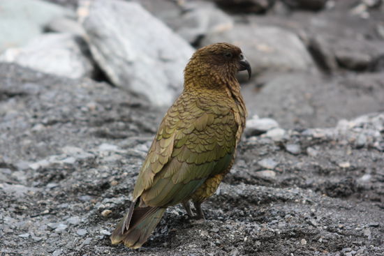 Dieser Vogel heisst KEA. Diese sind extrem frech....