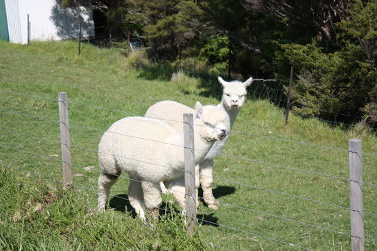 Alpacas