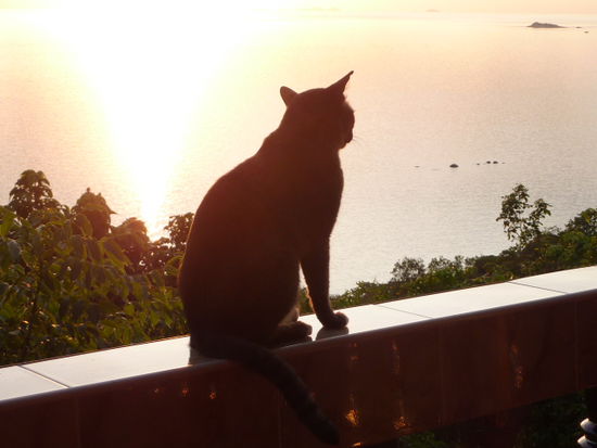 Darf ich vorstellen, Harry ... der verrueckt Monte Vista Kater - geniesst auch den Sonnenuntergang