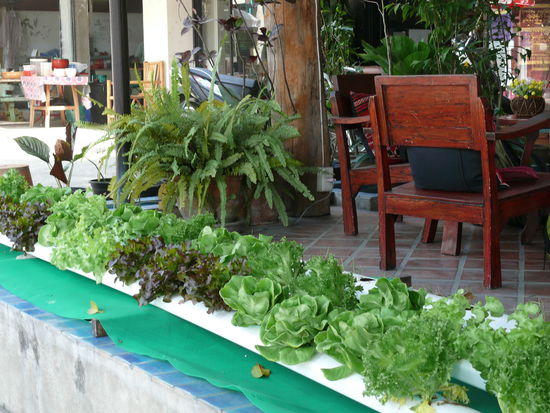 auch in Chiang Mai ... in einem Cafe. Da wuchs der Salat genau am Strassenrand ....