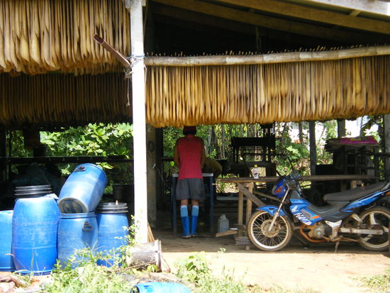 mitten im Kautschuckdjungel von Koh Mak