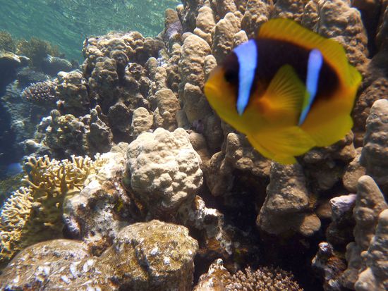 Kampfnemo .... ohne Worte.