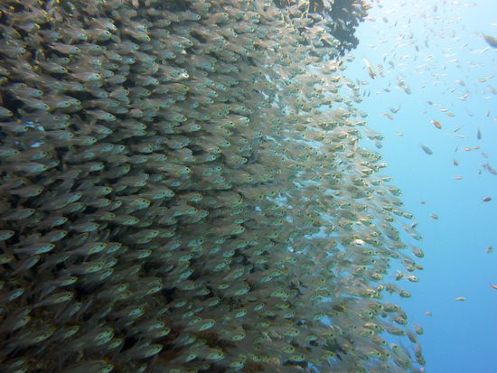 das ist Fischsuppe .... würde ich sagen ...