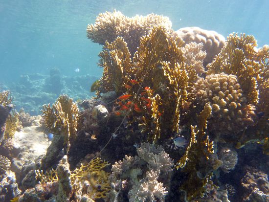 Felsen mit Angelschnur .... Schade ....