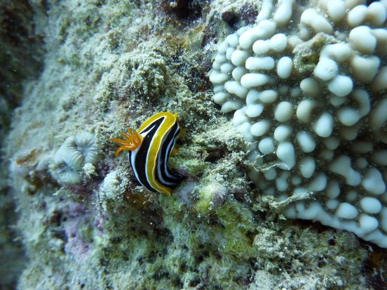 Pyjamanacktschnecke ... is `se nich süss ....