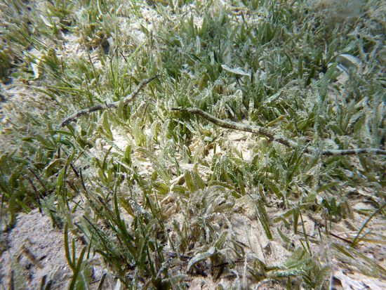 die Seenadel im Heuhaufen.... 