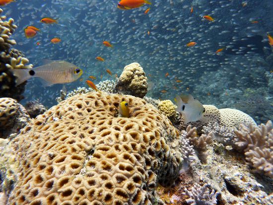 ein Fisch in einer Koralle .....