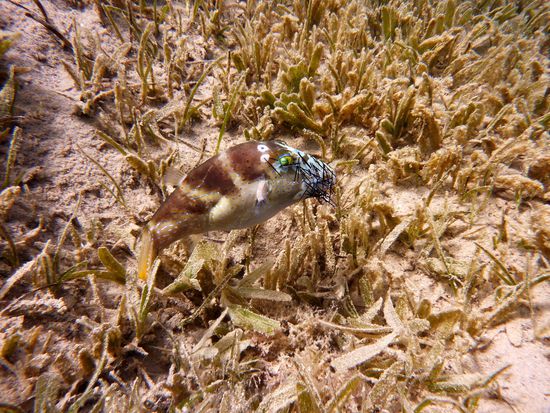 Kronen- Krugfisch mit Seeigelstacheln .... da hat wohl einer beim schwimmen nicht aufgepasst ...