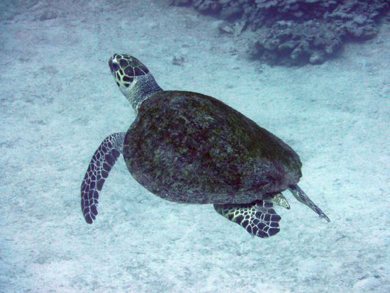 olle Schildi kreuzte unseren Weg in 33 Metern Tiefe ...