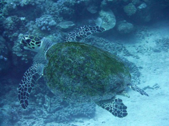 Schildi zum zweiten ....