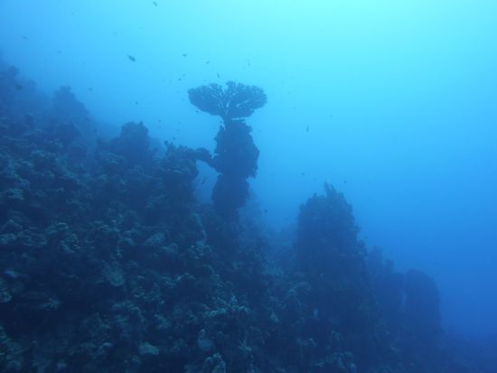 auf 28 Meter dann diese Tischkoralle ....