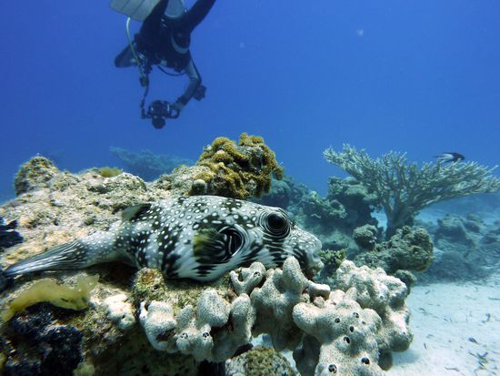 Riesenkugelfisch ....