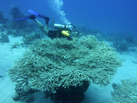 Riesentischkoralle ....