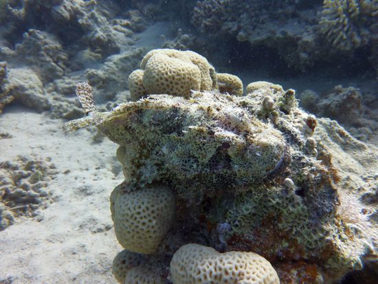 Drachenkopf ..... schaut genau hin ... wir mussten es auch ....