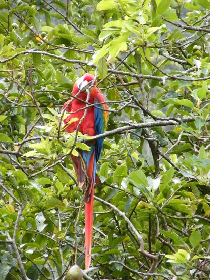 Der Krachmacher vor unserem Hotelzimmer in Banos ...