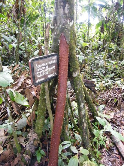 eine Wanderpalme ... die heisst wirklich so und kann sich in einem Umkreis von 2 Metern bewegen .....