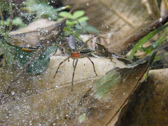 eine Spinne ... halt