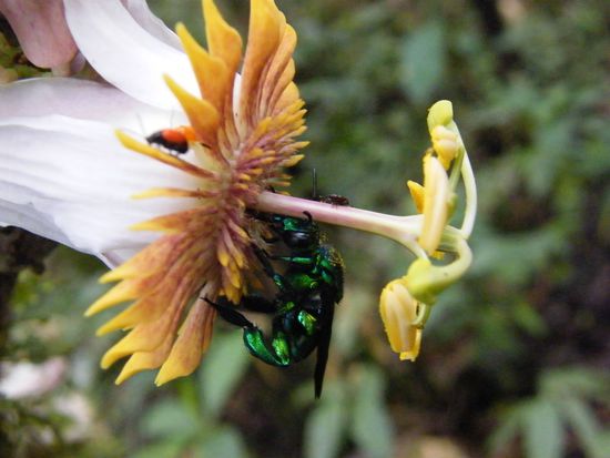 Insekten auf Bluemchen ....