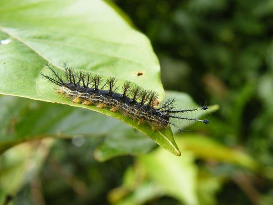 und zum Schluss eine Raupe .....