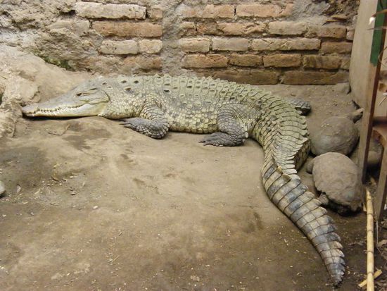 der sieht doch mal rchtig friedlich aus ... oder???