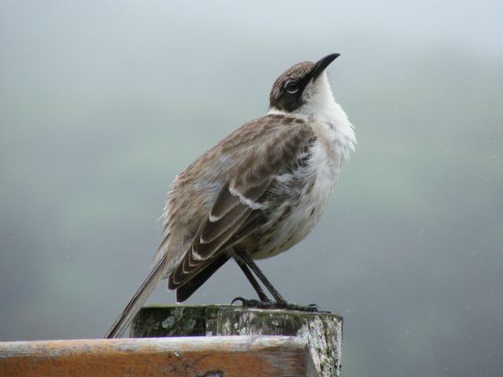der flog einfach nicht weg .... die TIere auf Galapagos sind sehr zutraulich ....