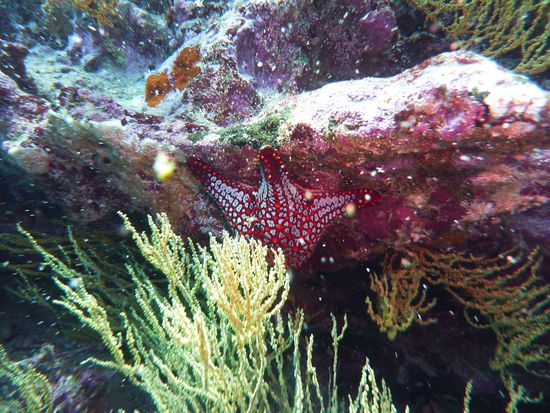 Seestern, also wenn man die Bilder so sieht... war es wohl doch bunt ... 