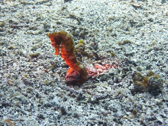 Seepferdchen .... angestrahlt ....