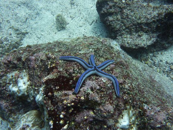 blauer Seestern ....