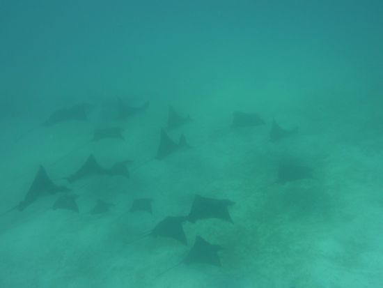 Euer Majestät .... im Schwarm ... wir hoffen man kan es erkennen ...