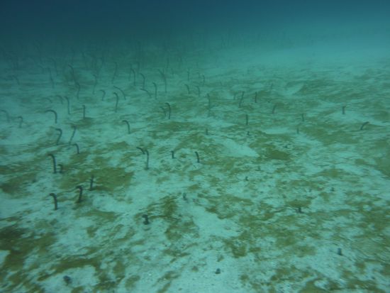 lauter Sandaale ....