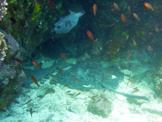 Suchbild .... man sollte einen Hai, einen Rochen und einen Kugelfisch finden ....