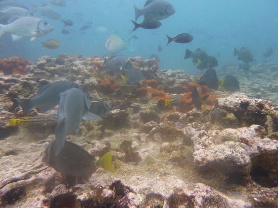 Aquariumansicht ... oder auch Fischsuppe ....