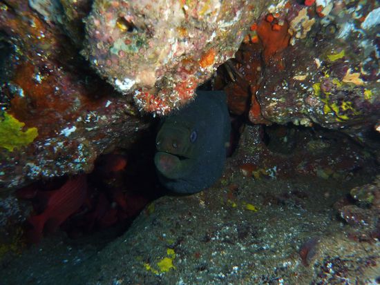 Muräne ... aber was für ein Monster ....