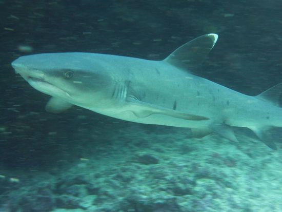 wer bist Du denn.....