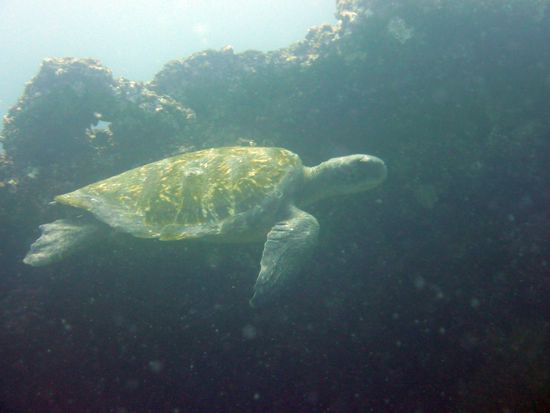 Schildi im Freiflug ....