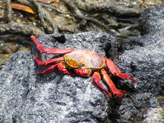 Krabbe im Hafen ....
