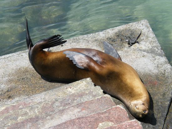 Faulpelz ... auch im Hafen ....