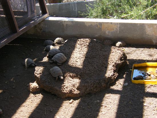 die Riesenschildkrötenaufzuchtstation .... da werden die Eier von allen Inseln gesammelt und ausgebrütet .... bis die Schildi`s gross sind und ausgewildert werden ....