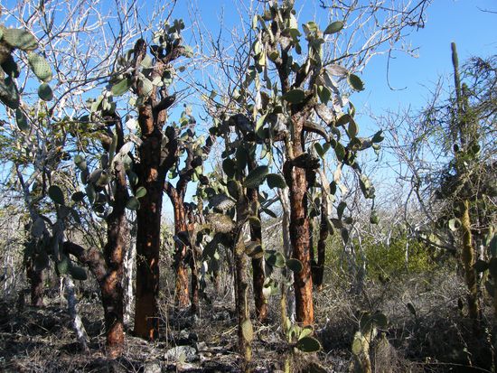 auf dem Weg zur Tortuga Bay ....