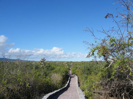 so sah der Weg aus .... 45 Minuten .... und kaum Schatten ...