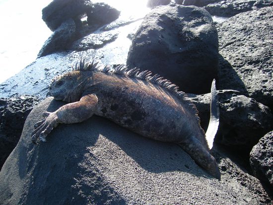 da war eine ganze Kolonie ...