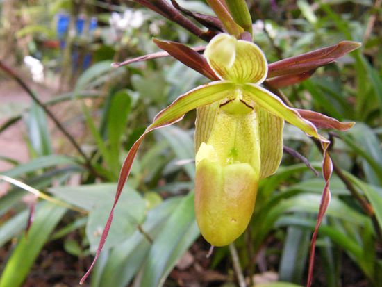 auf der Orchideenfarm ....