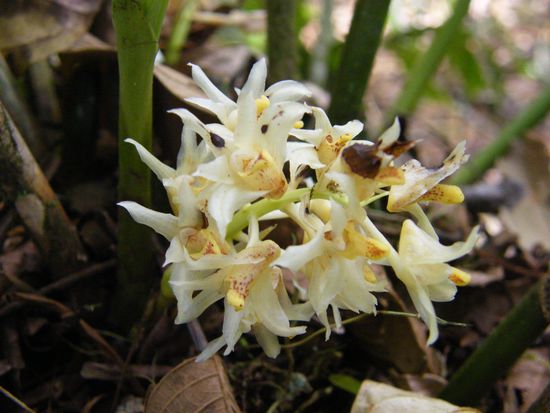 jepp ... immer noch die Orchideenfarm ....