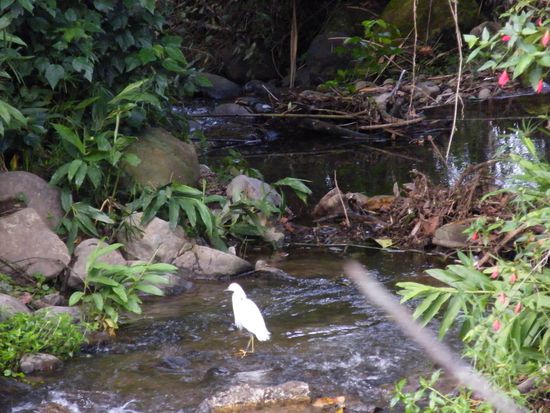 Mindo, morgens um 06:30 Uhr ... die Welt ist noch in Ordnung ....