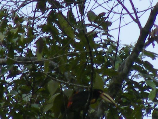 was machst Du denn da....oller Tukan ....