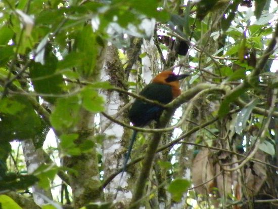 alles gesehen bei der Vogelwanderung ...